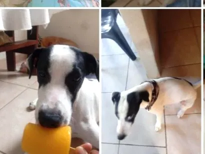 Cachorro raça SRD-ViraLata idade 3 anos nome Billy