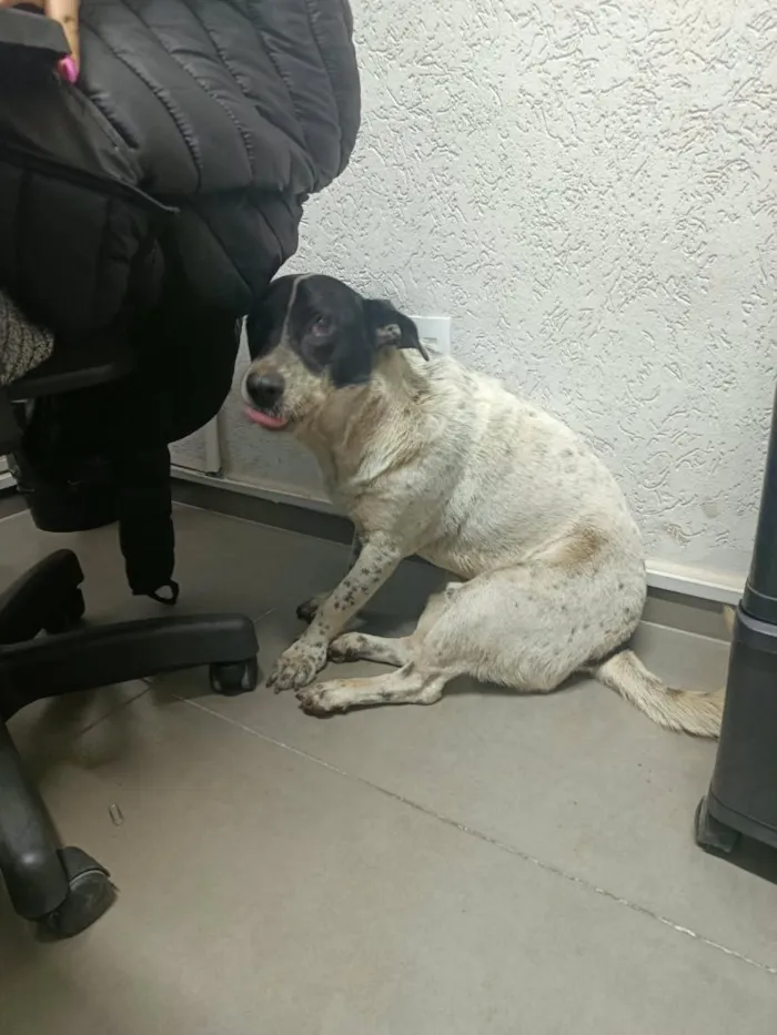 Cachorro raça SRD-ViraLata idade 5 anos nome sem nome