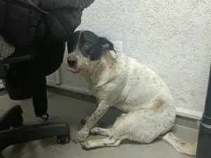 Cachorro raça SRD-ViraLata idade 5 anos nome sem nome