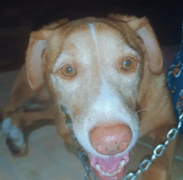 Cachorro raça SRD-ViraLata idade 6 ou mais anos nome Maya