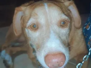 Cachorro raça SRD-ViraLata idade 6 ou mais anos nome Maya