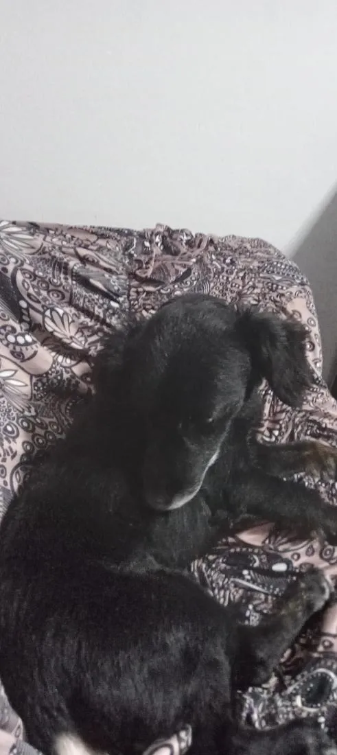 Cachorro raça SRD-ViraLata idade 6 ou mais anos nome Bob