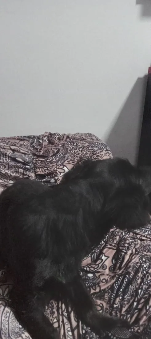 Cachorro raça SRD-ViraLata idade 6 ou mais anos nome Bob