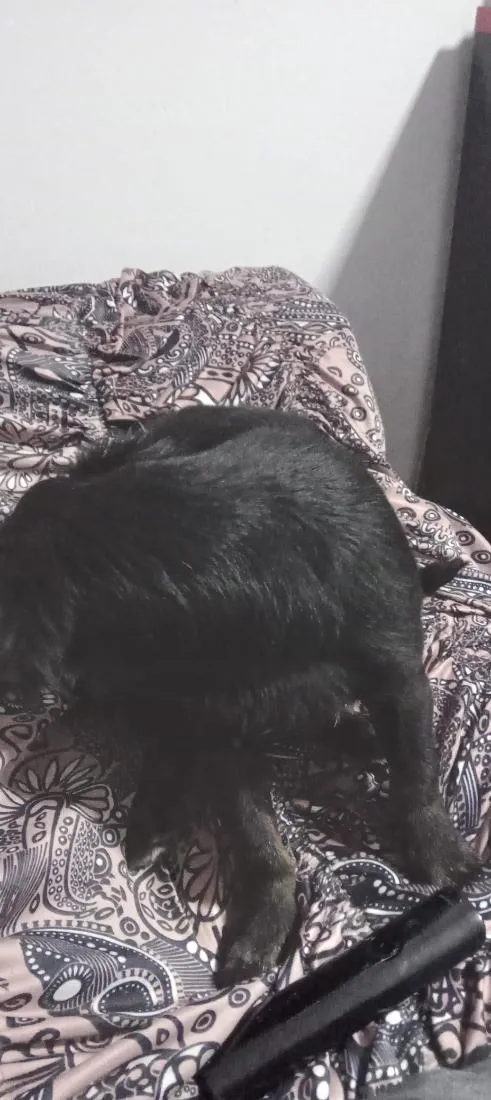 Cachorro raça SRD-ViraLata idade 6 ou mais anos nome Bob
