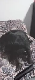 Bob