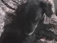 Bob