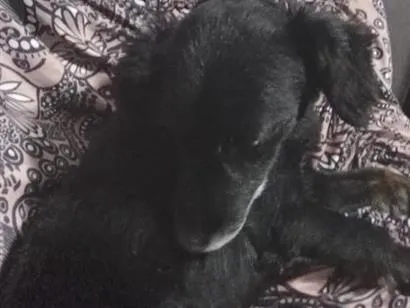 Cachorro raça SRD-ViraLata idade 6 ou mais anos nome Bob
