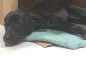 Cachorro raça SRD-ViraLata idade 2 a 6 meses nome Lola