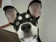 Laika