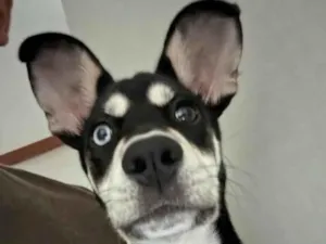 Cachorro raça SRD-ViraLata idade 1 ano nome Laika