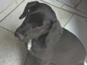 Cachorro raça SRD-ViraLata idade 2 a 6 meses nome Princesa 