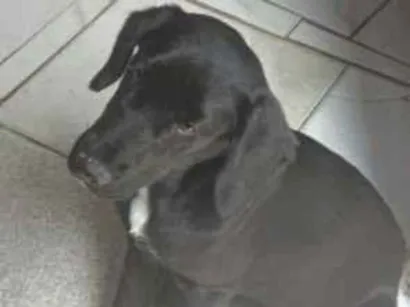Cachorro raça SRD-ViraLata idade 2 a 6 meses nome Princesa 