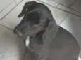 Princesa