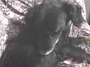 Cachorro raça SRD-ViraLata idade 6 ou mais anos nome Bob