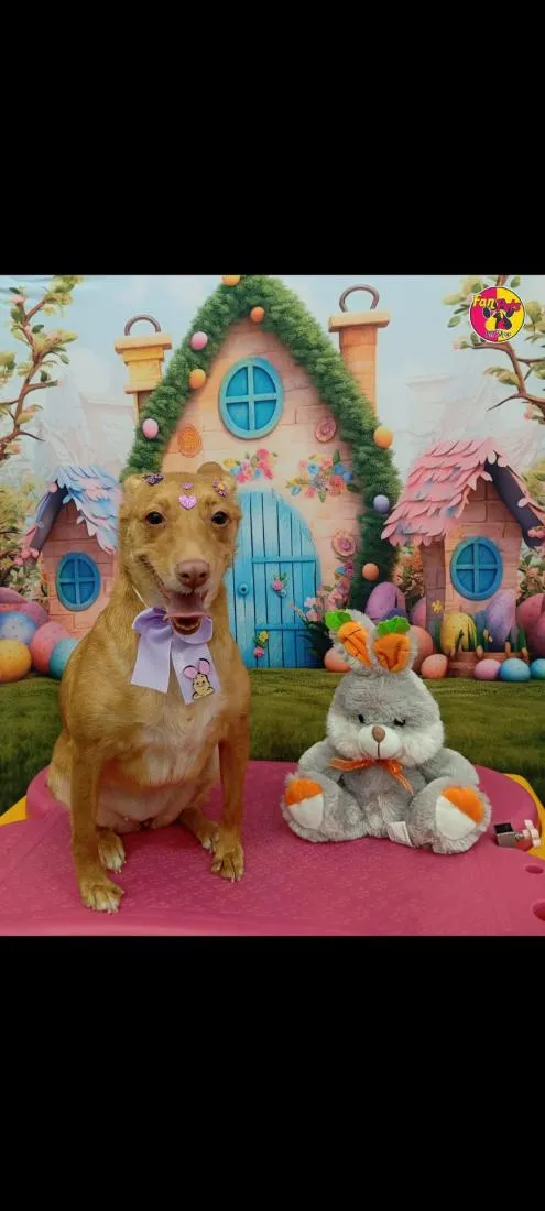 Cachorro raça SRD-ViraLata idade 3 anos nome Estrela 