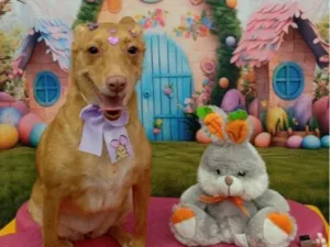 Cachorro raça SRD-ViraLata idade 3 anos nome Estrela 