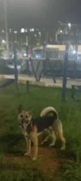 Trovão