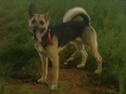 Cachorro raça SRD-ViraLata idade 6 ou mais anos nome Trovão