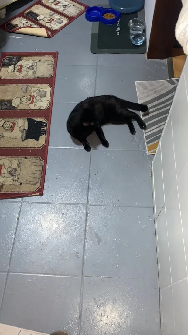 Gato raça SRD-ViraLata idade 7 a 11 meses nome Liu