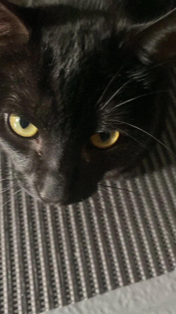 Gato raça SRD-ViraLata idade 7 a 11 meses nome Liu