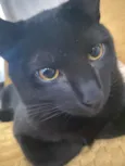 Liu