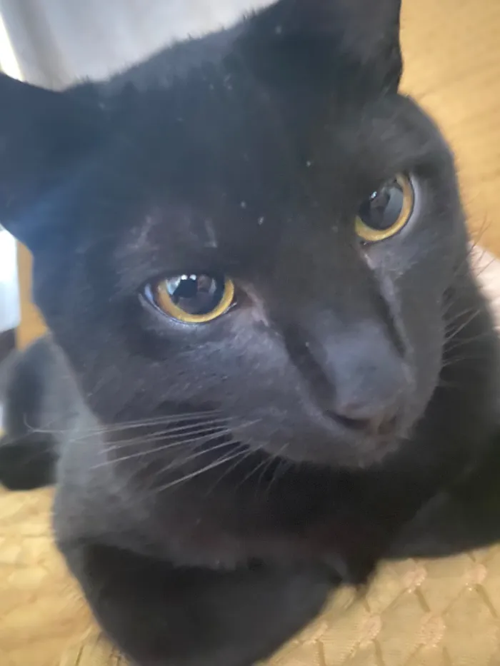 Gato raça SRD-ViraLata idade 7 a 11 meses nome Liu