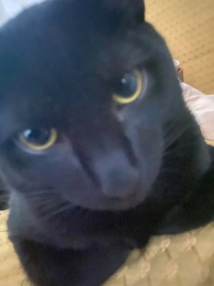 Gato raça SRD-ViraLata idade 7 a 11 meses nome Liu