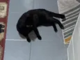 Liu