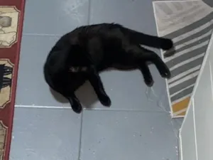 Gato raça SRD-ViraLata idade 7 a 11 meses nome Liu