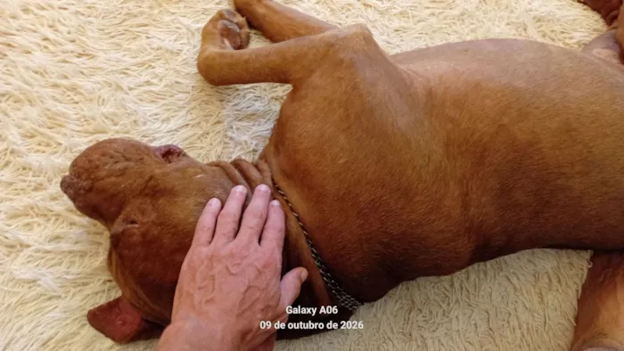 Cachorro raça Pit-Bull idade 6 ou mais anos nome Bono