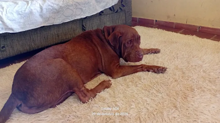 Cachorro raça Pit-Bull idade 6 ou mais anos nome Bono