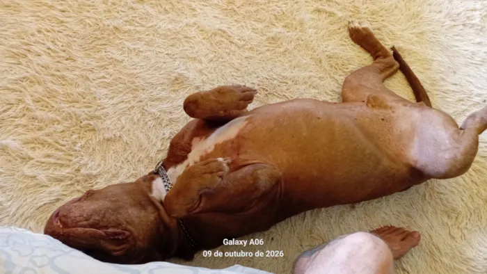 Cachorro raça Pit-Bull idade 6 ou mais anos nome Bono