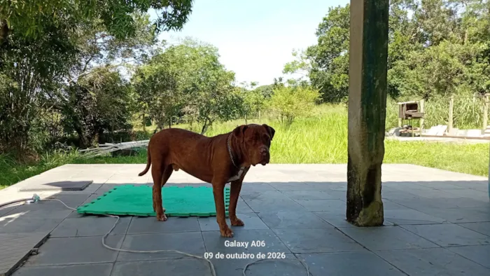 Cachorro raça Pit-Bull idade 6 ou mais anos nome Bono