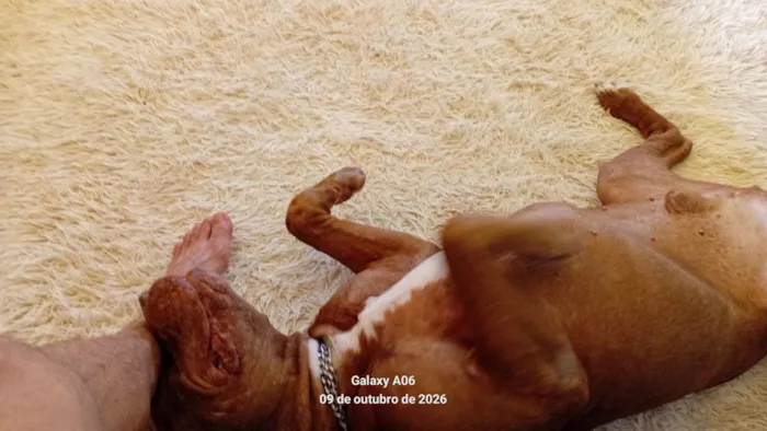 Cachorro raça Pit-Bull idade 6 ou mais anos nome Bono