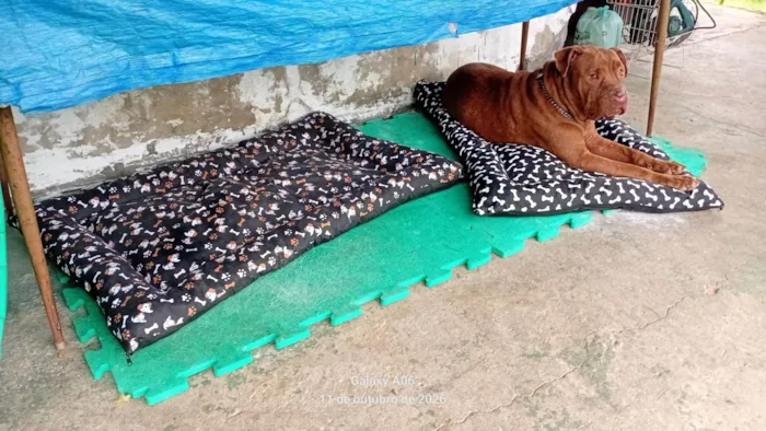 Cachorro raça Pit-Bull idade 6 ou mais anos nome Bono