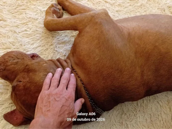 Cachorro raça Pit-Bull idade 6 ou mais anos nome Bono