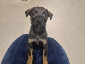 Cachorro raça SRD-ViraLata idade Abaixo de 2 meses nome Clover