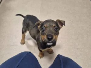 Cachorro raça SRD-ViraLata idade Abaixo de 2 meses nome Alex