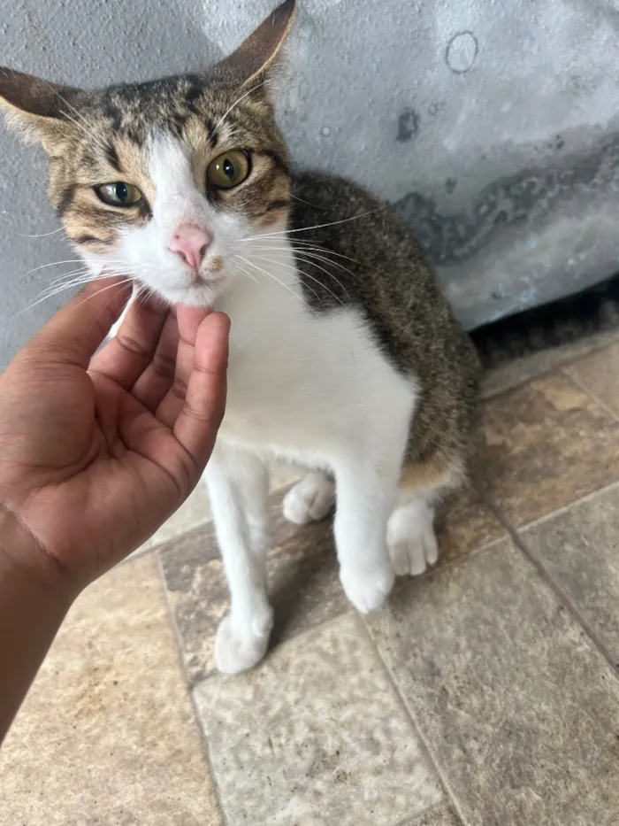 Gato raça SRD-ViraLata idade 7 a 11 meses nome Não tem nome 