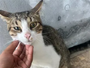 Gato raça SRD-ViraLata idade 7 a 11 meses nome Não tem nome 