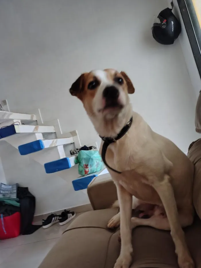 Cachorro raça SRD-ViraLata idade 5 anos nome Bundo