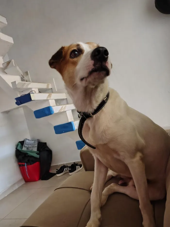 Cachorro raça SRD-ViraLata idade 5 anos nome Bundo