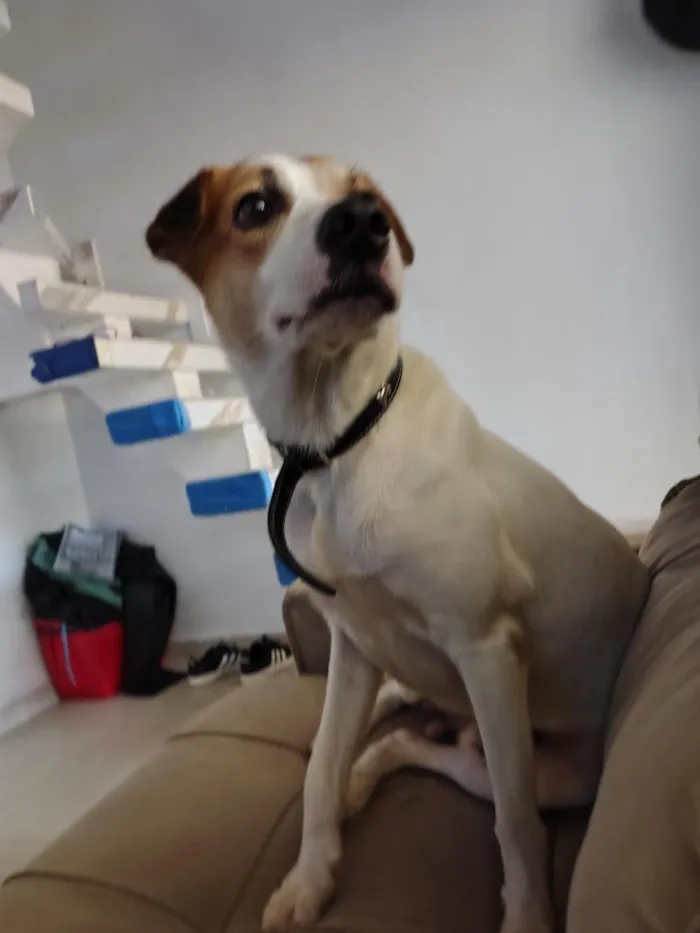 Cachorro raça SRD-ViraLata idade 5 anos nome Bundo