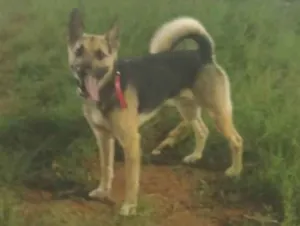 Cachorro raça SRD-ViraLata idade 6 ou mais anos nome Trovão