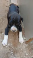 brigadeiro 