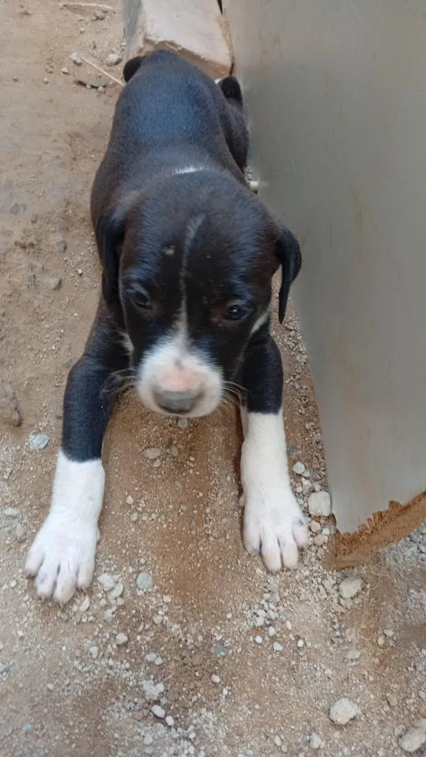 Cachorro raça SRD-ViraLata idade 2 a 6 meses nome brigadeiro 
