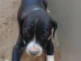 brigadeiro 