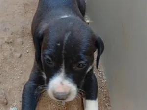 Cachorro raça SRD-ViraLata idade 2 a 6 meses nome brigadeiro 