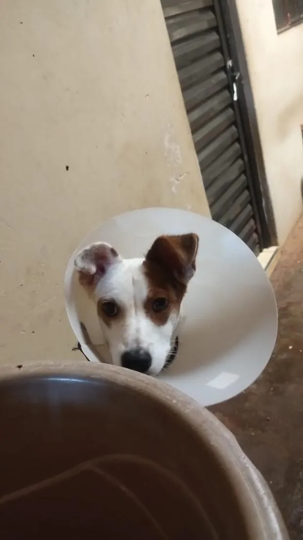 Cachorro raça SRD-ViraLata idade 1 ano nome Fred