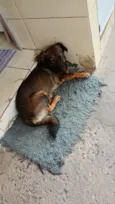 Belinha 